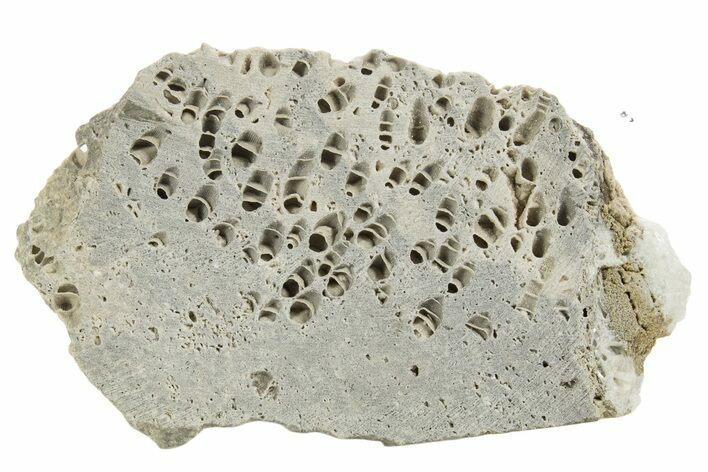 Silurian Dolostone w/ Sparkling Fossil Coral (Fletcheria) - Ohio #336589